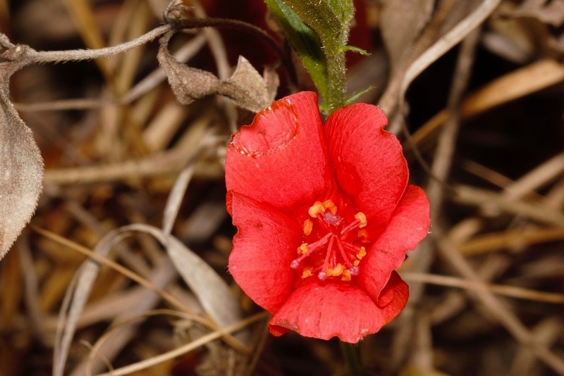 Hibiscus rhodanthus photo 7