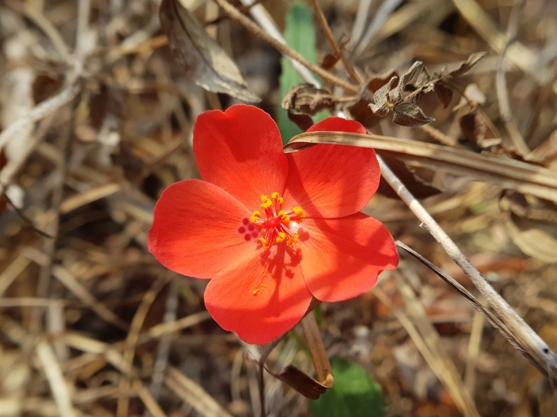 Hibiscus rhodanthus photo 8