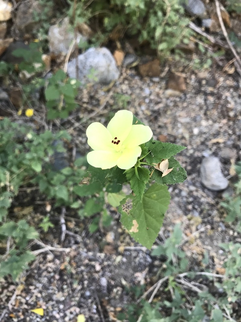 Hibiscus ribifolius