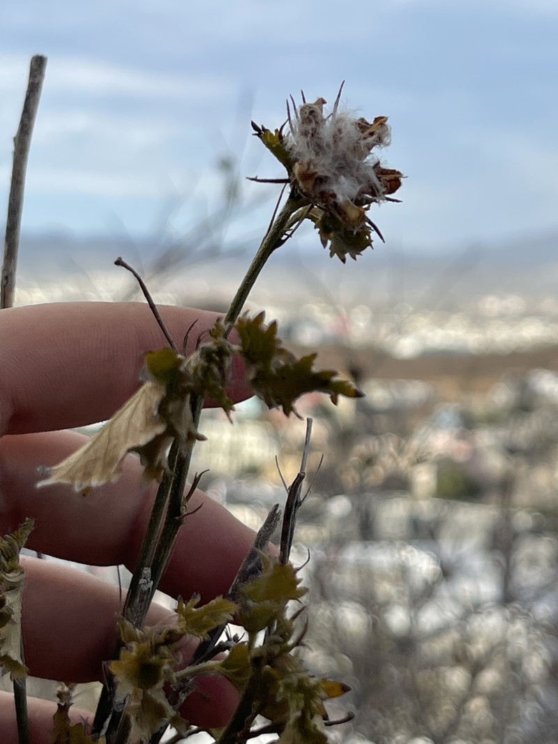 Hibiscus ribifolius photo 2