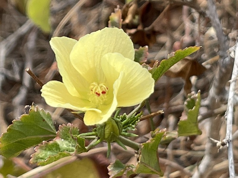 Hibiscus ribifolius photo 3