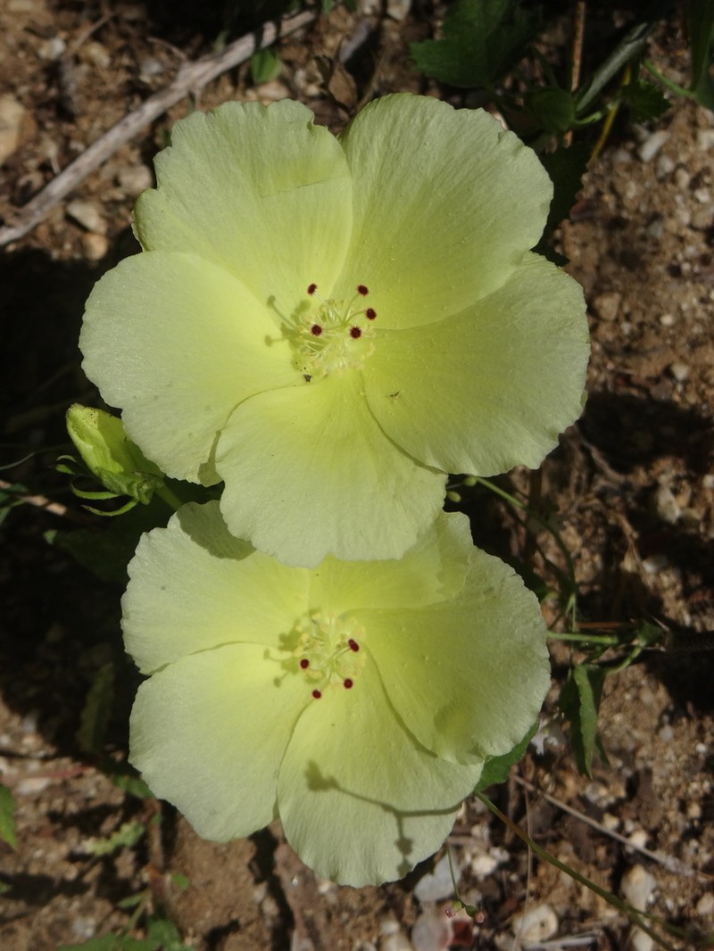 Hibiscus ribifolius photo 5