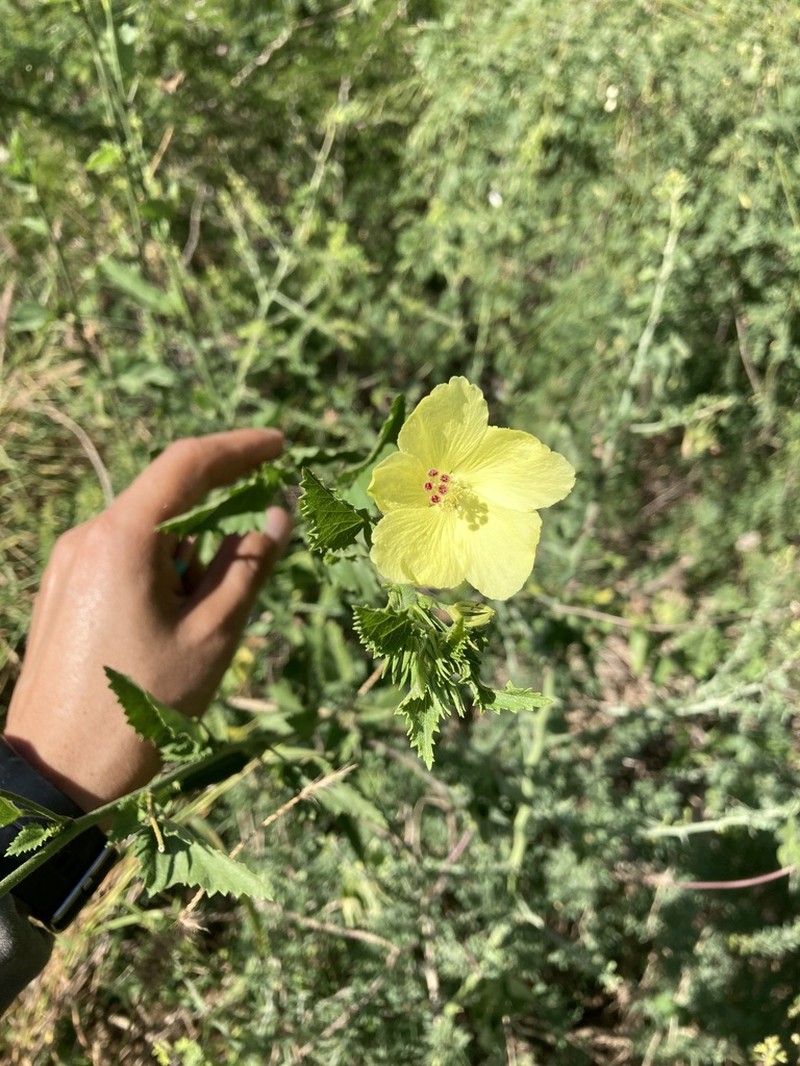 Hibiscus ribifolius photo 6