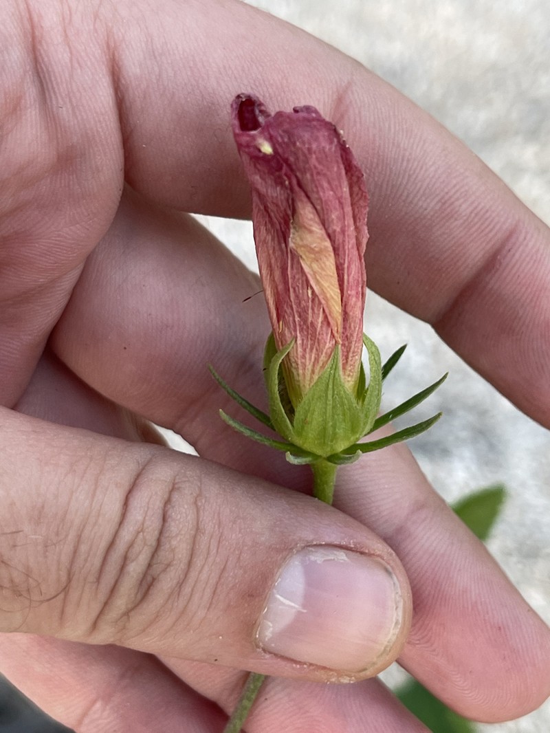 Hibiscus ribifolius photo 7
