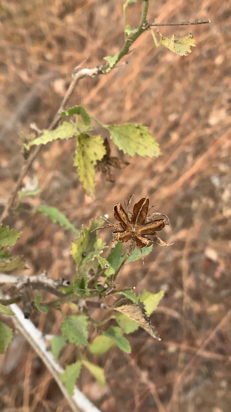 Hibiscus ribifolius photo 8