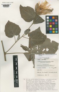 Hibiscus riceae