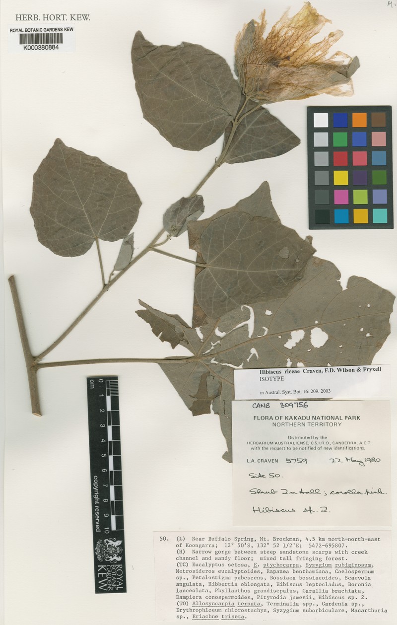 Hibiscus riceae