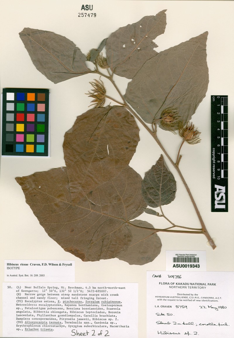 Hibiscus riceae photo 2