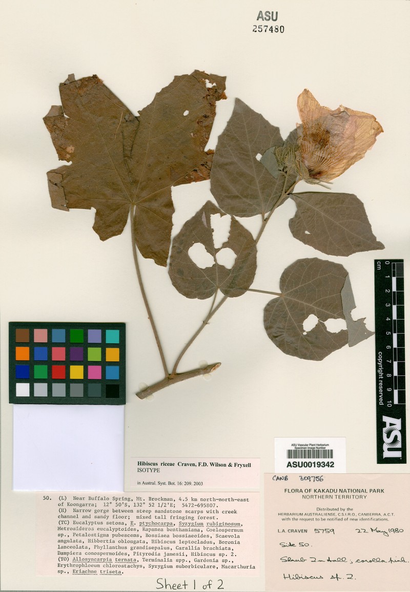 Hibiscus riceae photo 3