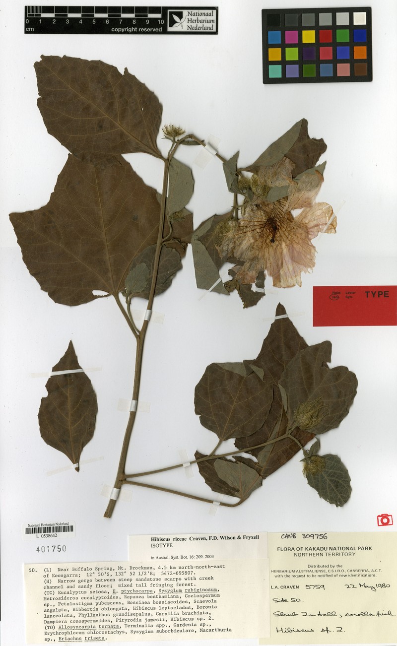 Hibiscus riceae photo 4