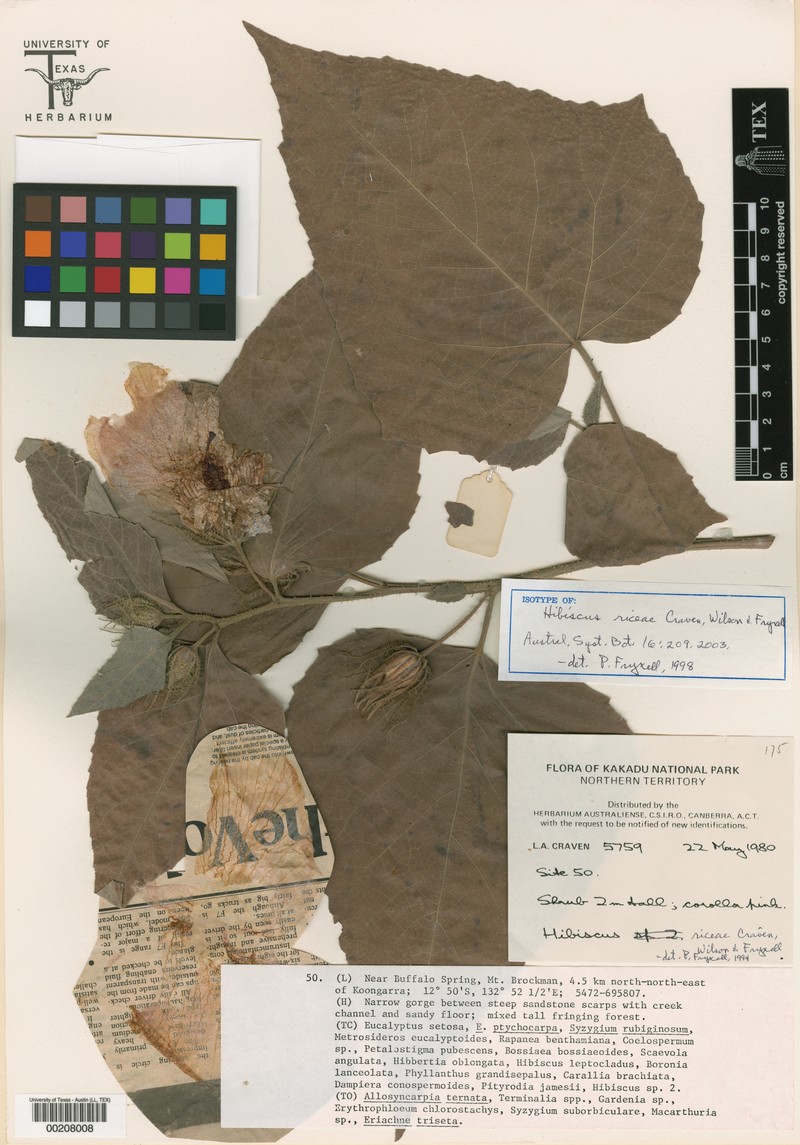 Hibiscus riceae photo 5