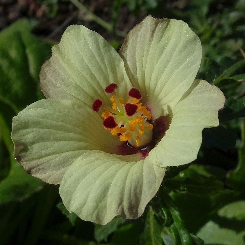 Hibiscus richardsonii photo 2