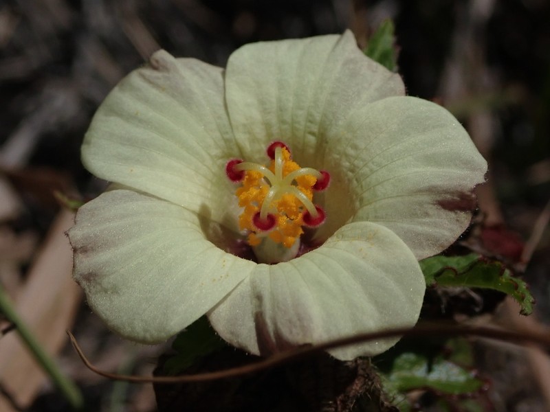 Hibiscus richardsonii photo 3