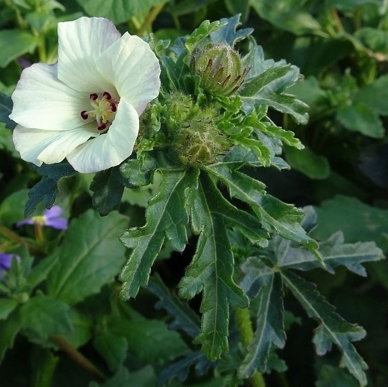 Hibiscus richardsonii photo 4