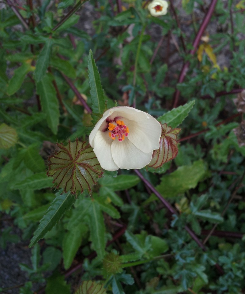 Hibiscus richardsonii photo 5