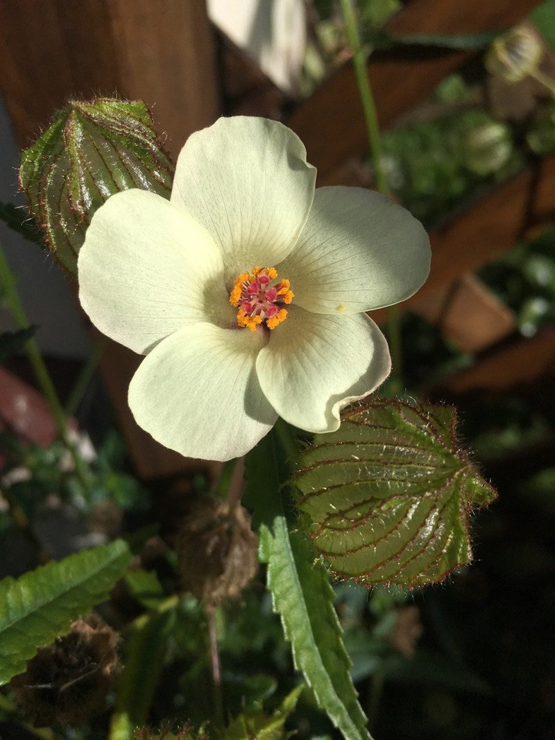 Hibiscus richardsonii photo 6