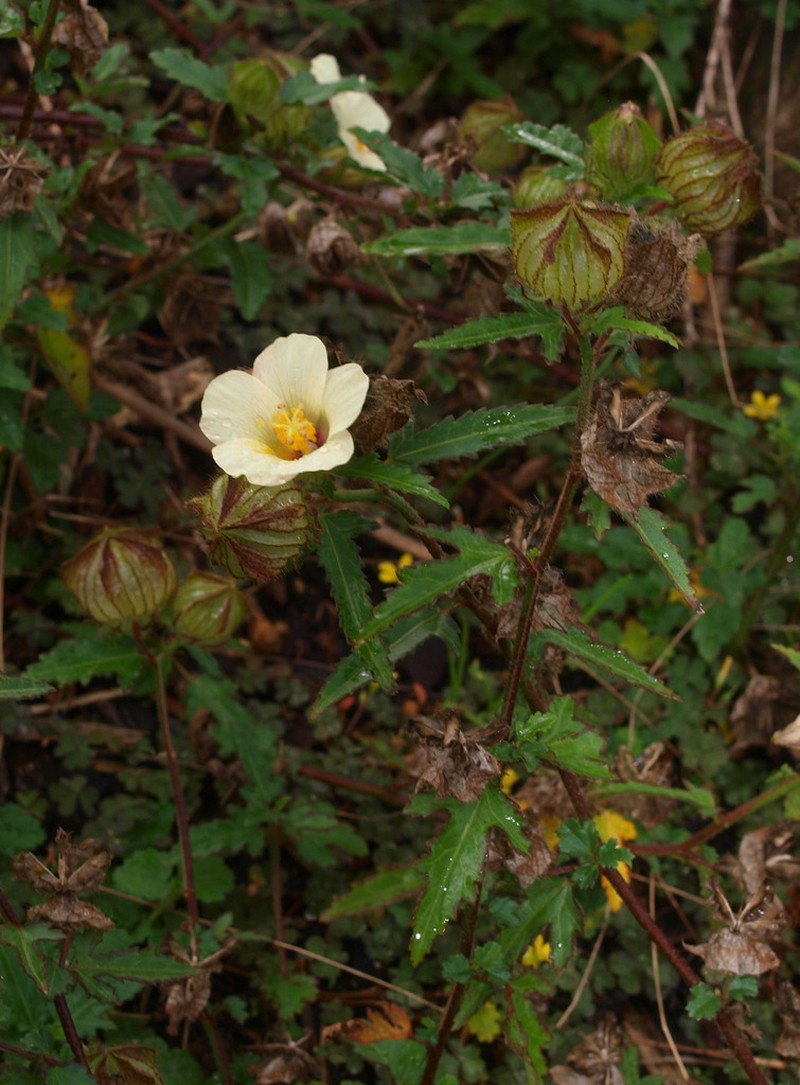 Hibiscus richardsonii photo 7
