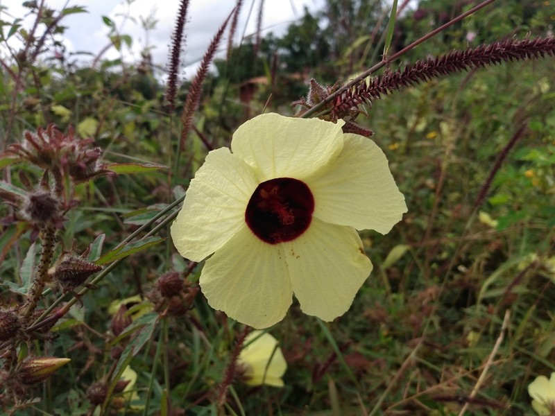 Hibiscus rostellatus