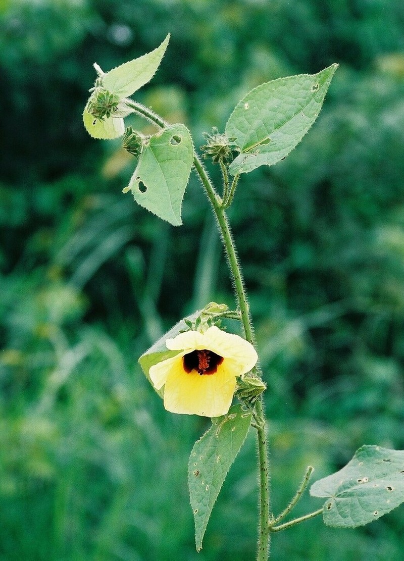 Hibiscus rostellatus photo 2