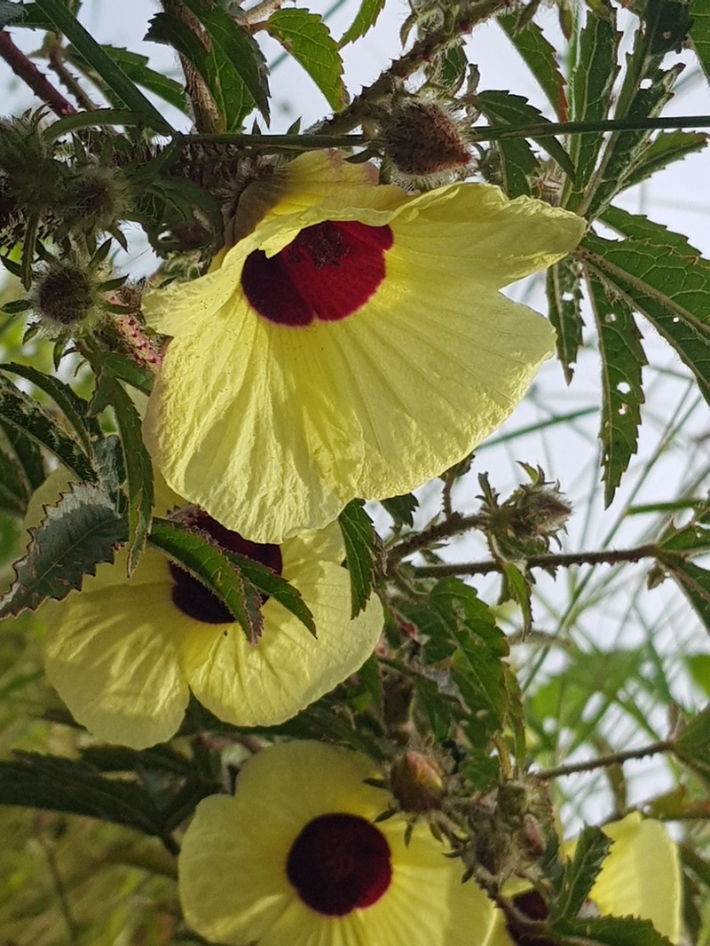Hibiscus rostellatus photo 3