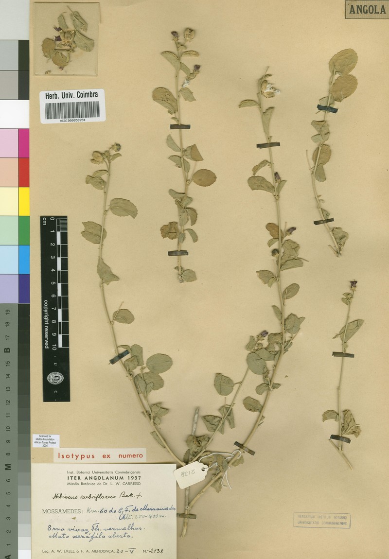 Hibiscus rubriflorus