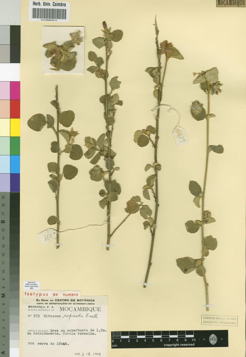 Hibiscus rupicola