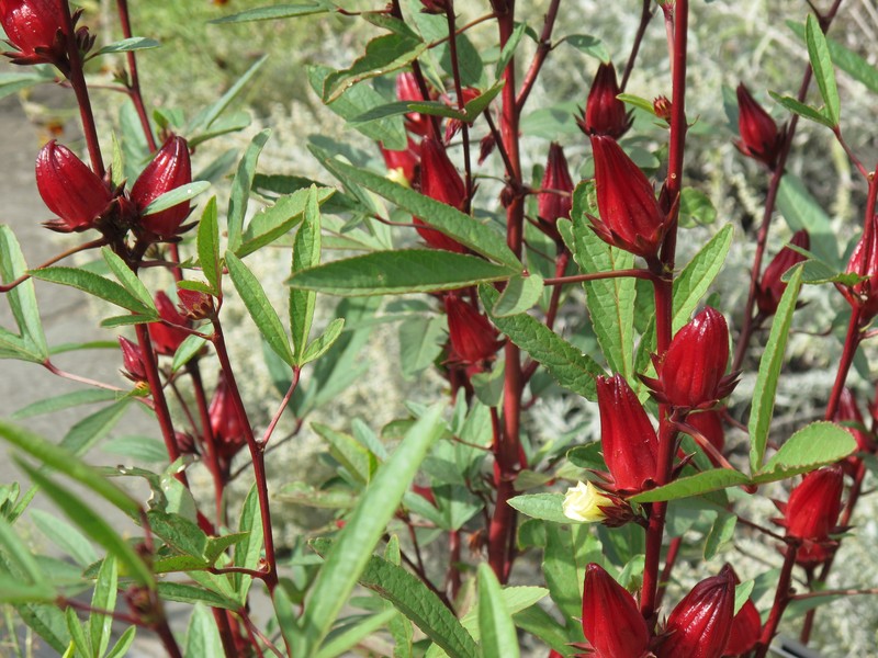 Roselle photo 5