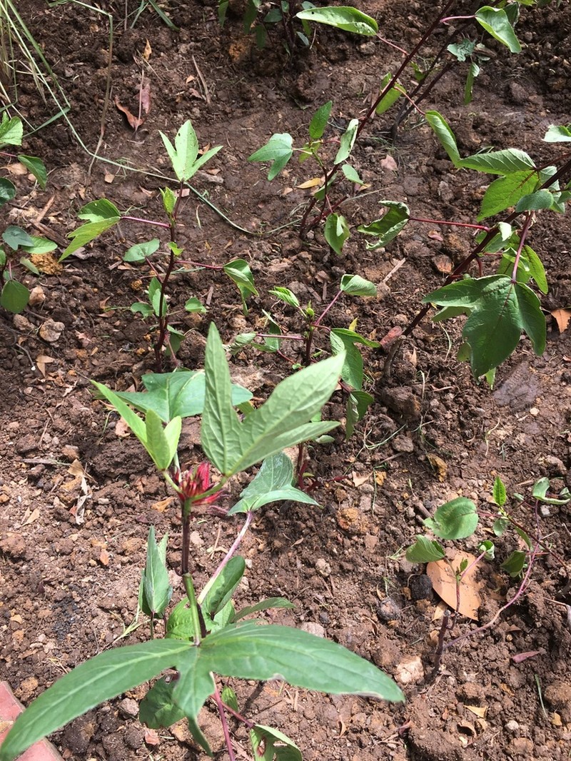 Roselle photo 6