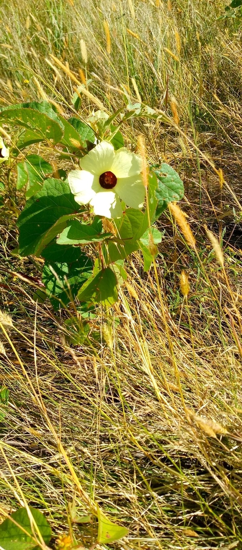 Roselle photo 7