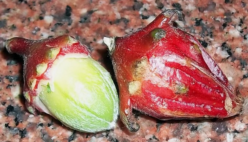 Roselle photo 3