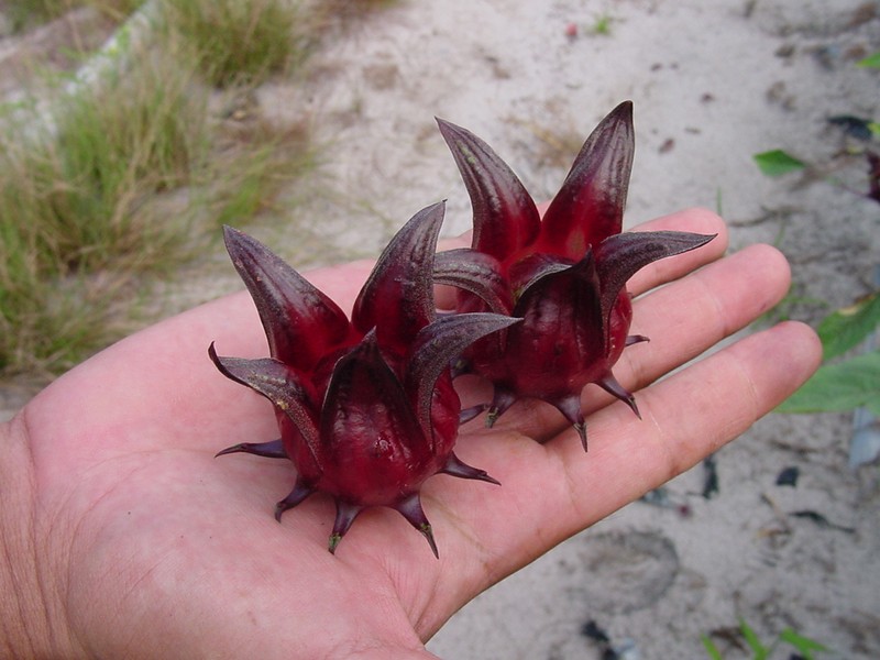 Roselle photo 2