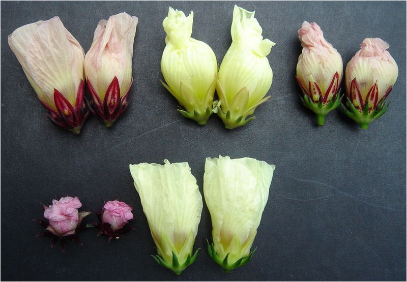 Roselle photo 6