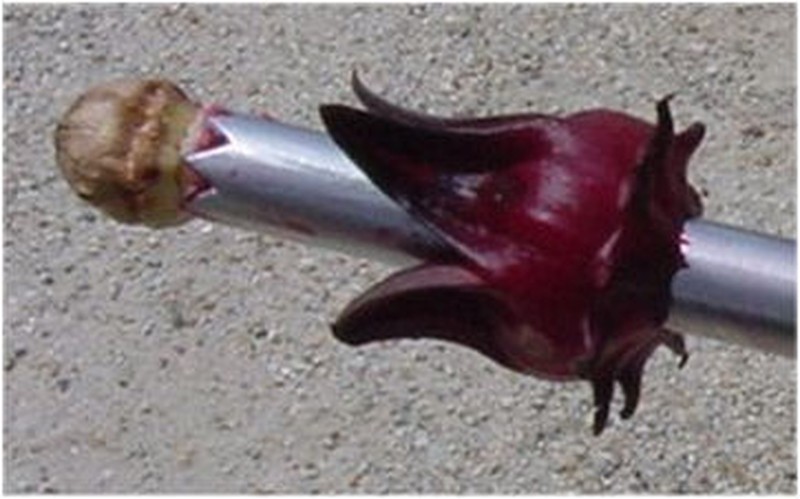 Roselle photo 7