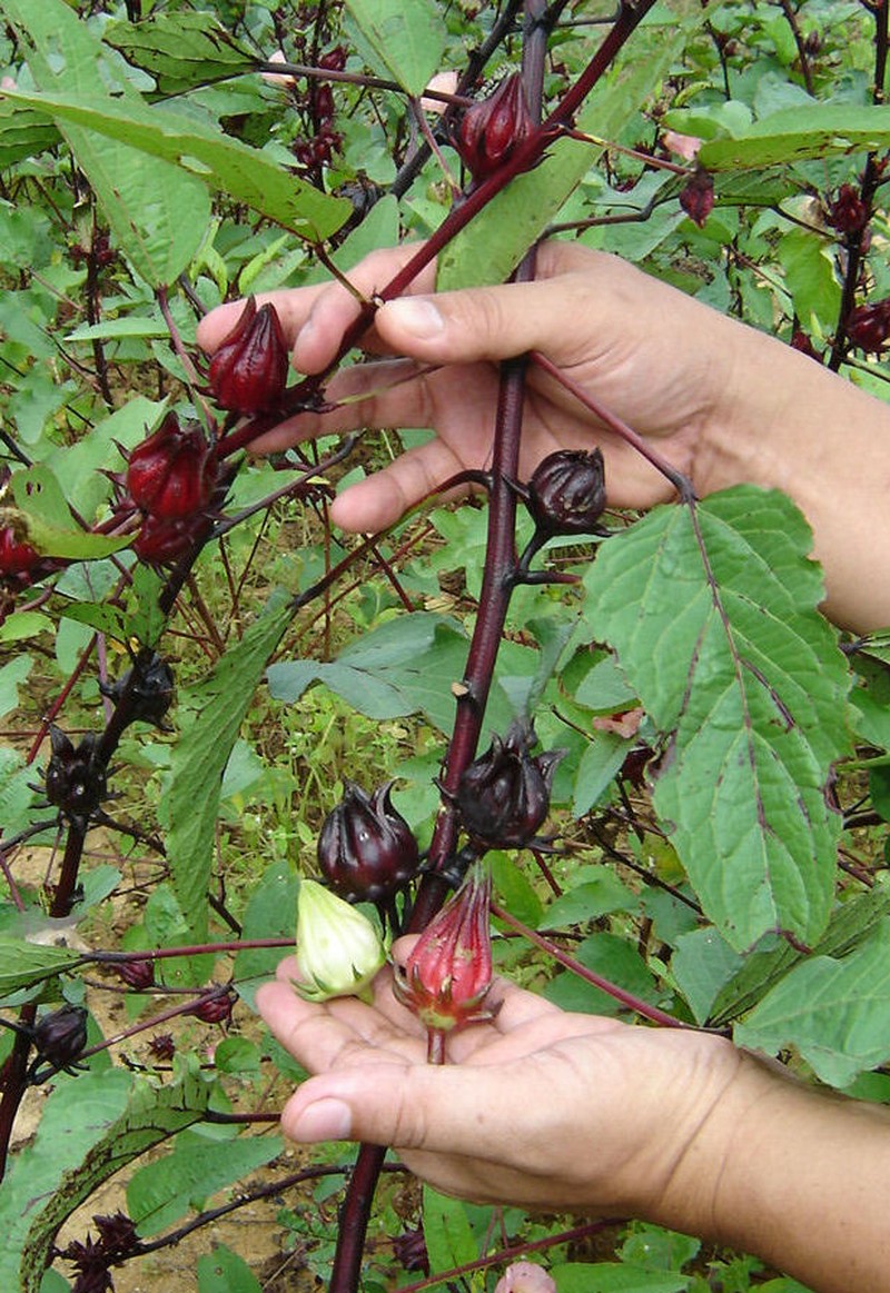 Roselle photo 8