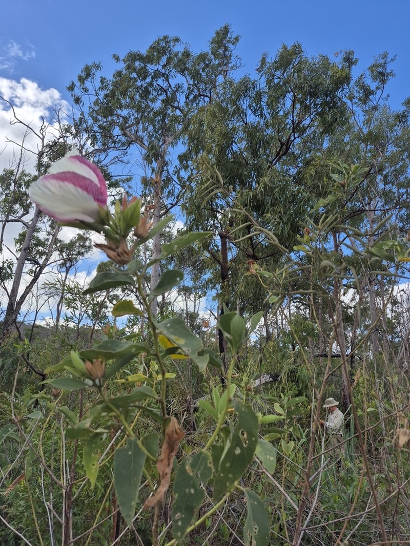 Hibiscus sankowskyorum photo 2