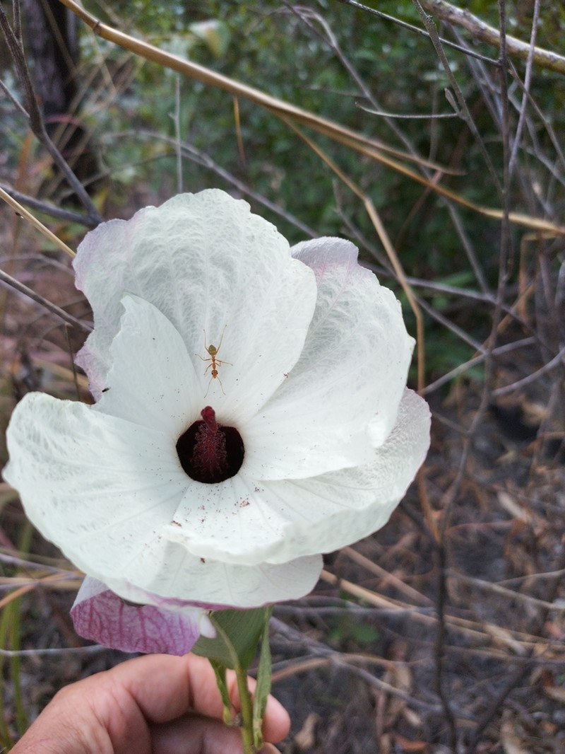 Hibiscus sankowskyorum photo 3