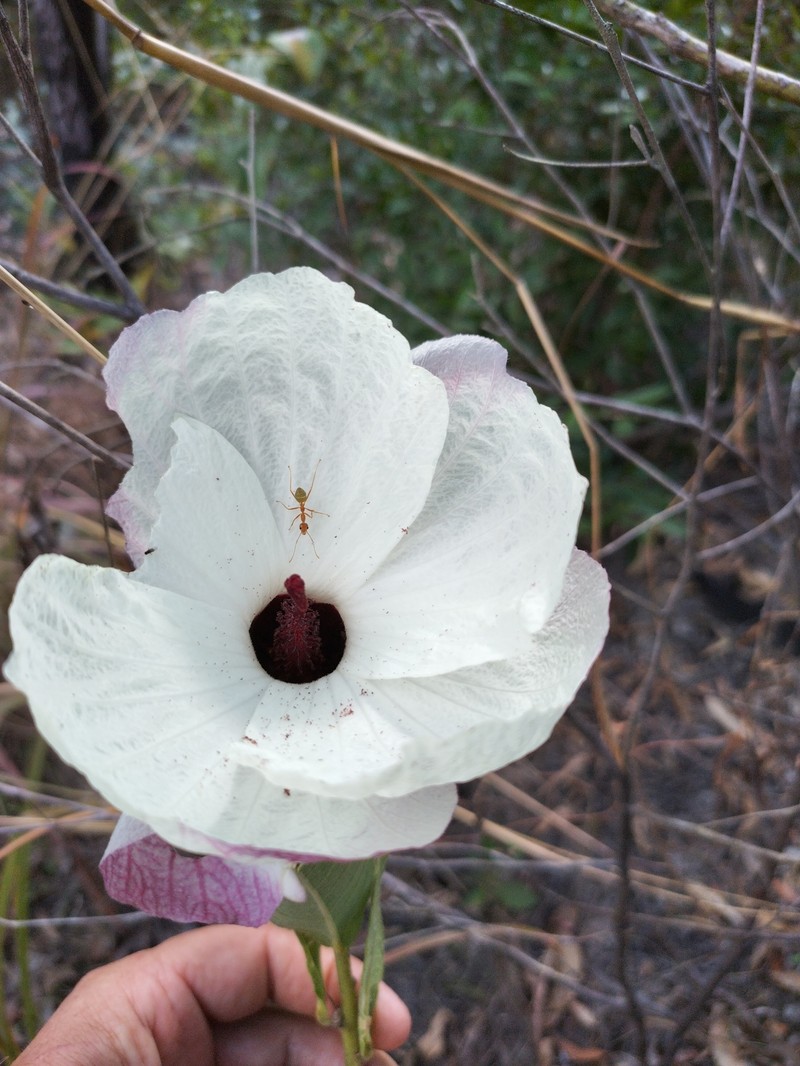 Hibiscus sankowskyorum photo 4