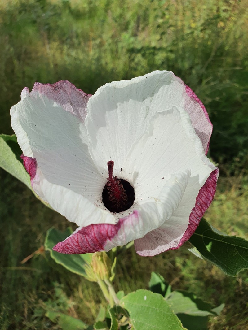 Hibiscus sankowskyorum photo 5