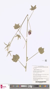 Hibiscus saponarius