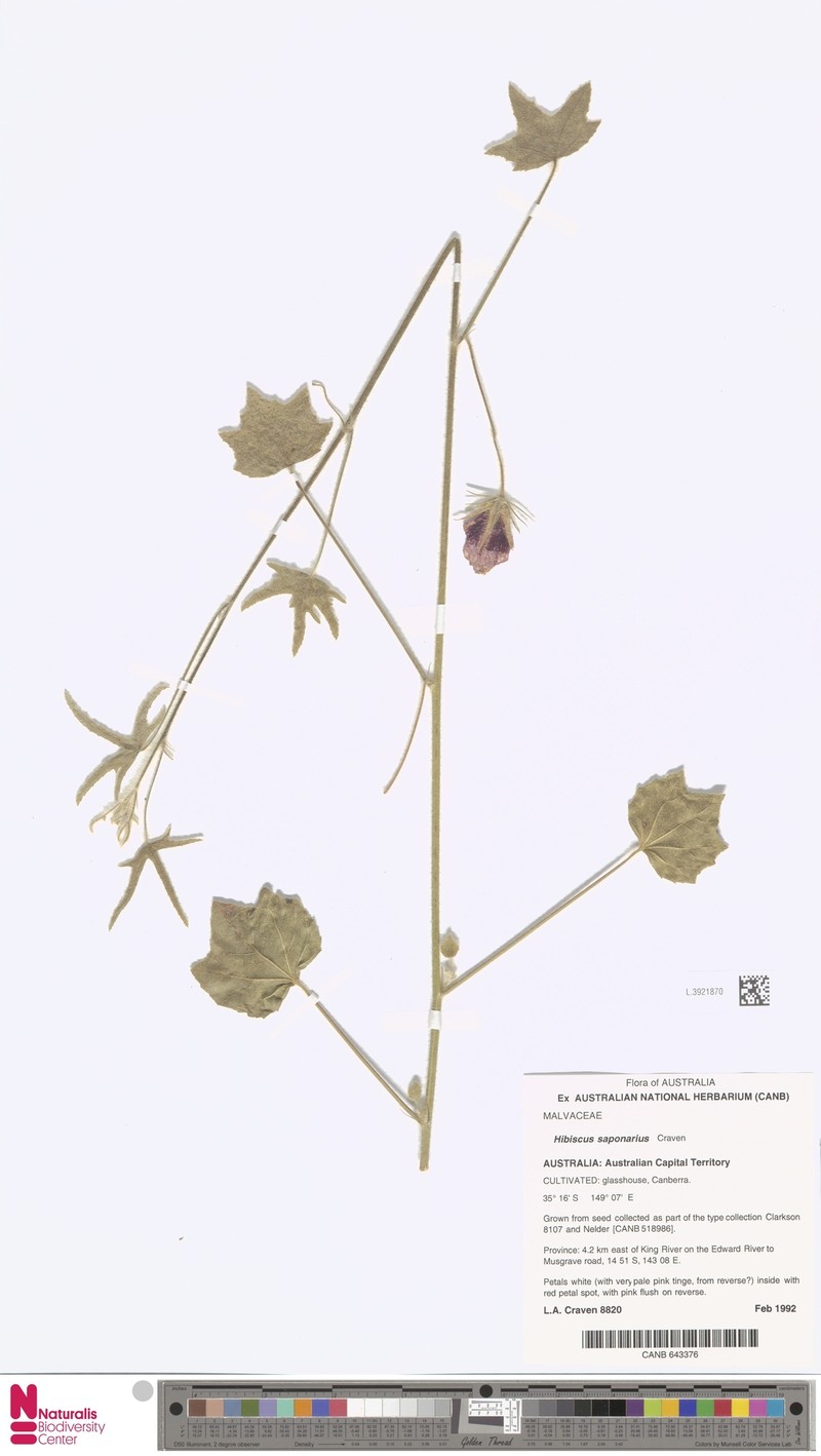 Hibiscus saponarius