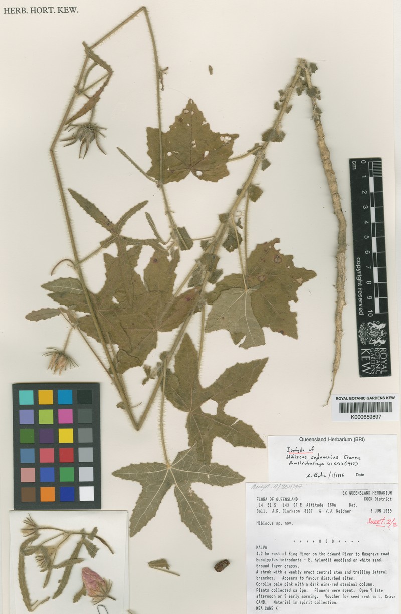 Hibiscus saponarius photo 2