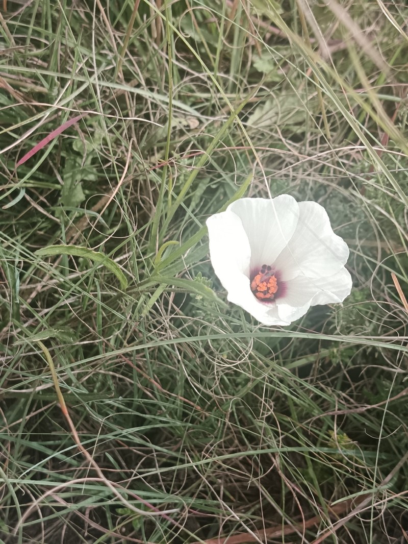 Hibiscus saxatilis photo 2