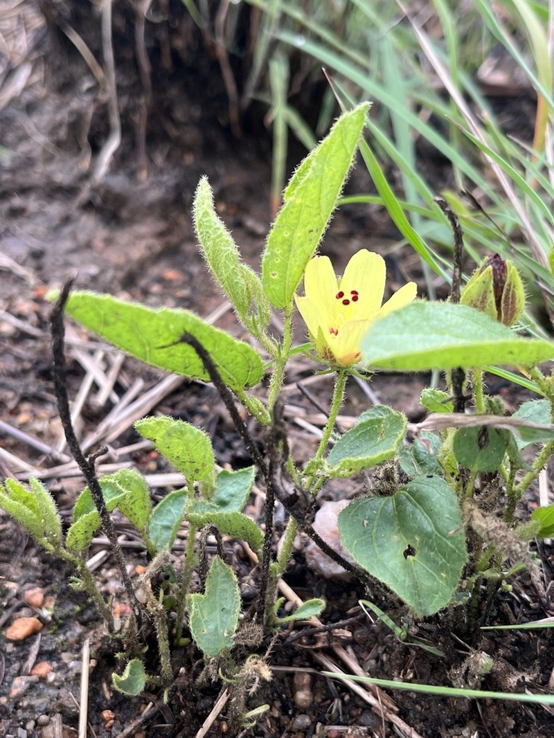 Hibiscus saxatilis photo 3