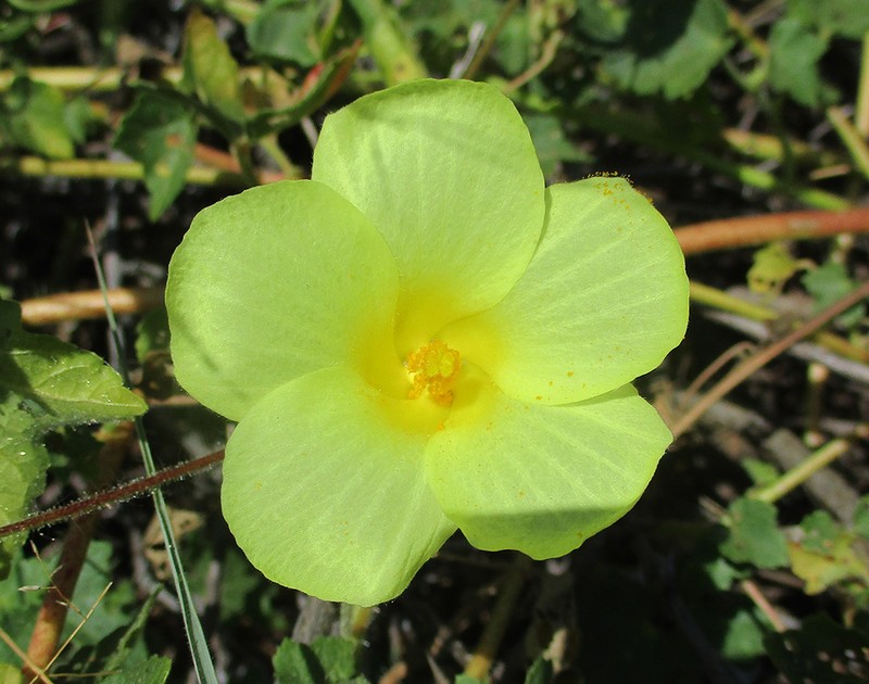 Hibiscus schinzii