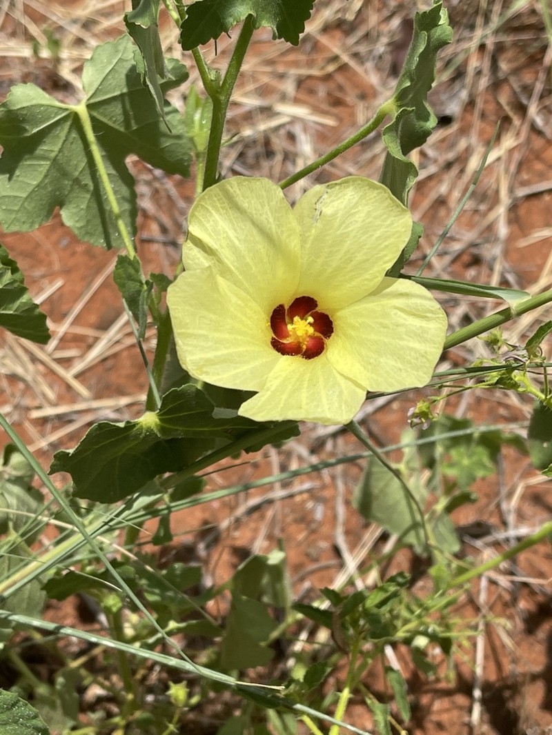 Hibiscus schinzii photo 2