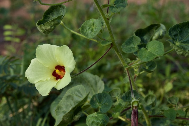 Hibiscus schinzii photo 3