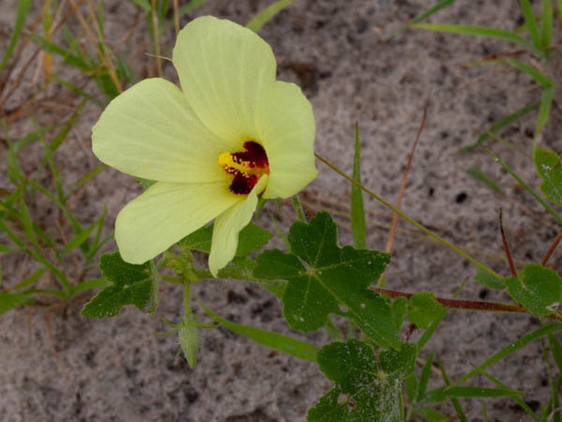 Hibiscus schinzii photo 4