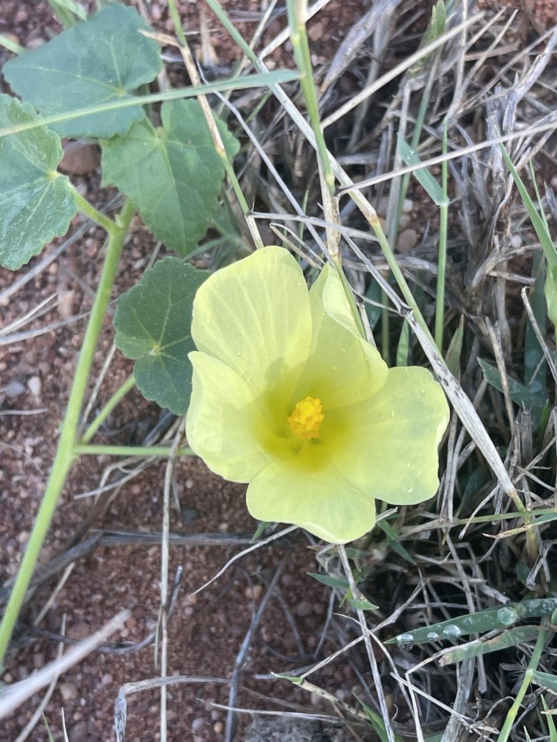 Hibiscus schinzii photo 5