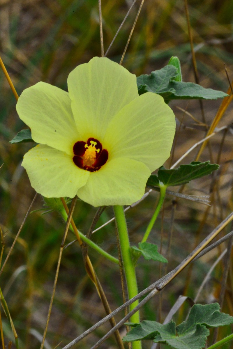 Hibiscus schinzii photo 6