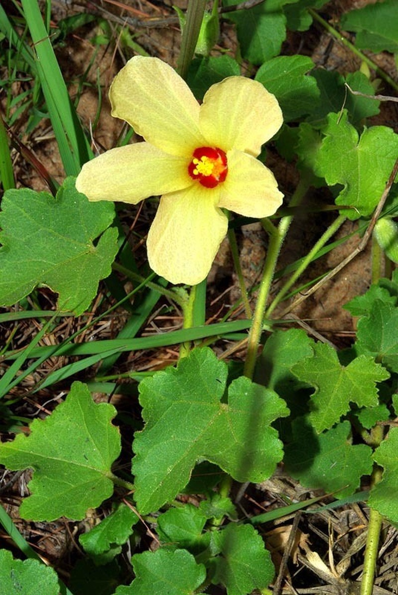 Hibiscus schinzii photo 7